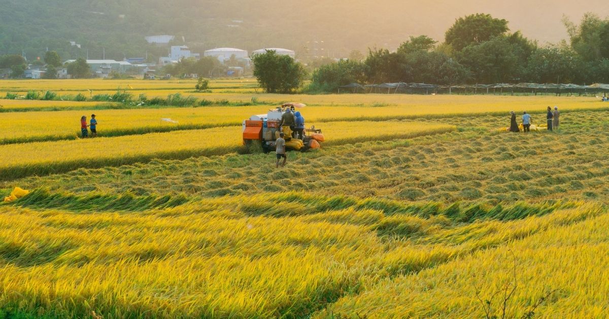 Crise do arroz foi provocada pela supersafra 2024-2025, que gerou queda nos preços em supermercadosFoto: Canva/ND Mais