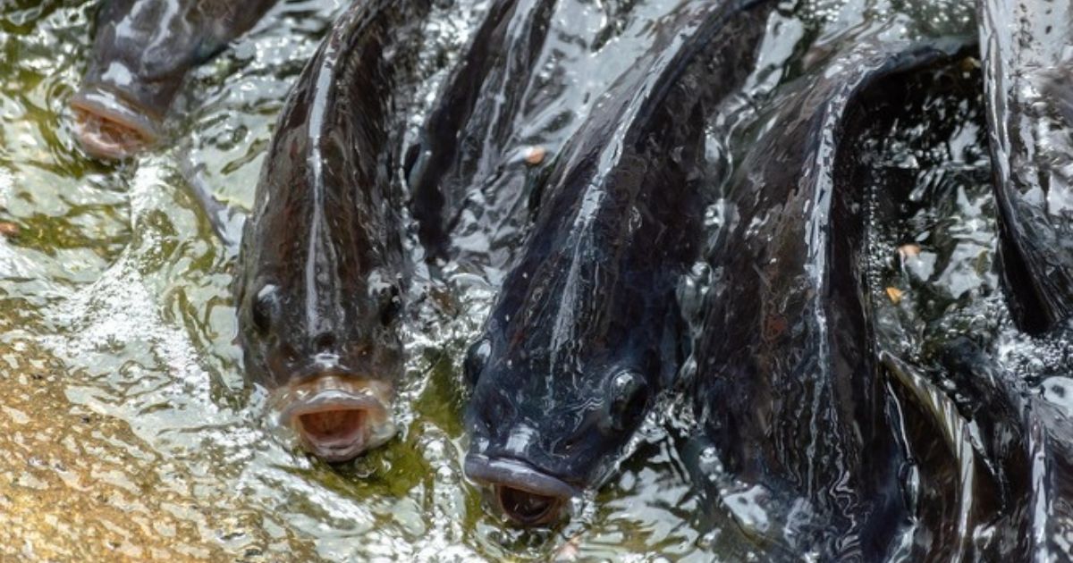 Tilápias morreram após contaminação de pique em açude em Siderópolis