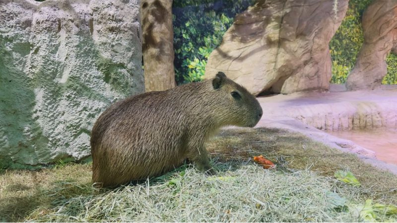 Vídeo durante resgate em área urbana chama atenção para riscos do contato com animais silvestres - Divulgação/Grupo Oceanic/ND