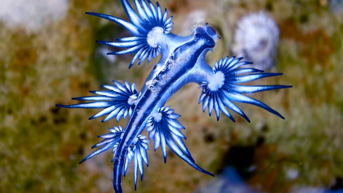 Dragão azul tem picada venenosa - Reprodução/ND