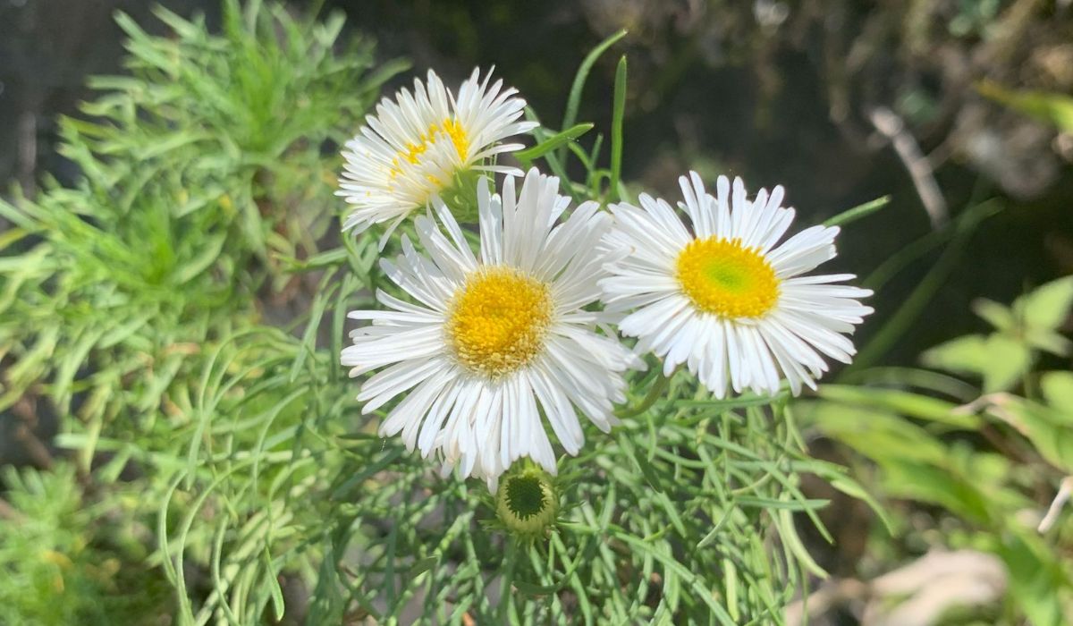 Única no mundo: flor rara da Serra catarinense floresce entre neblina e frio intenso