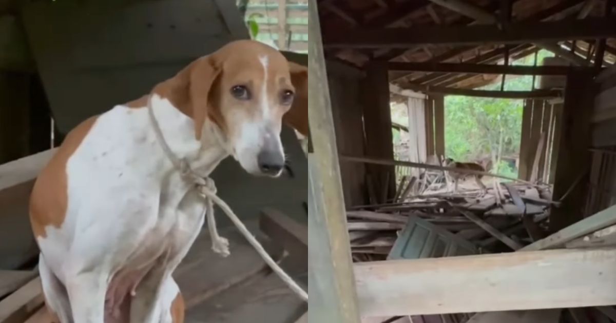 Situação ‘de chorar’: cães sofriam maus-tratos em Joinville e comiam as próprias fezesFoto: Divulgação/Liliane da Frada/ND Mais