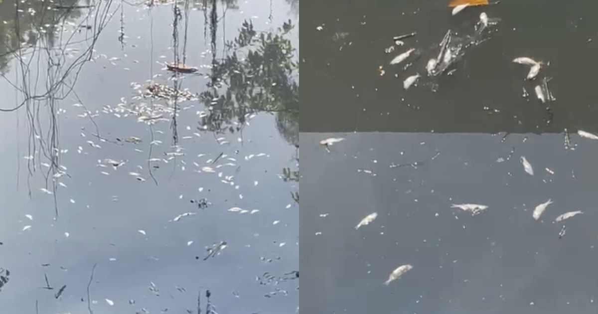 VÍDEO: Peixes mortos são encontrados em rio de Joinville e prefeitura afirma: 'é sardinha'