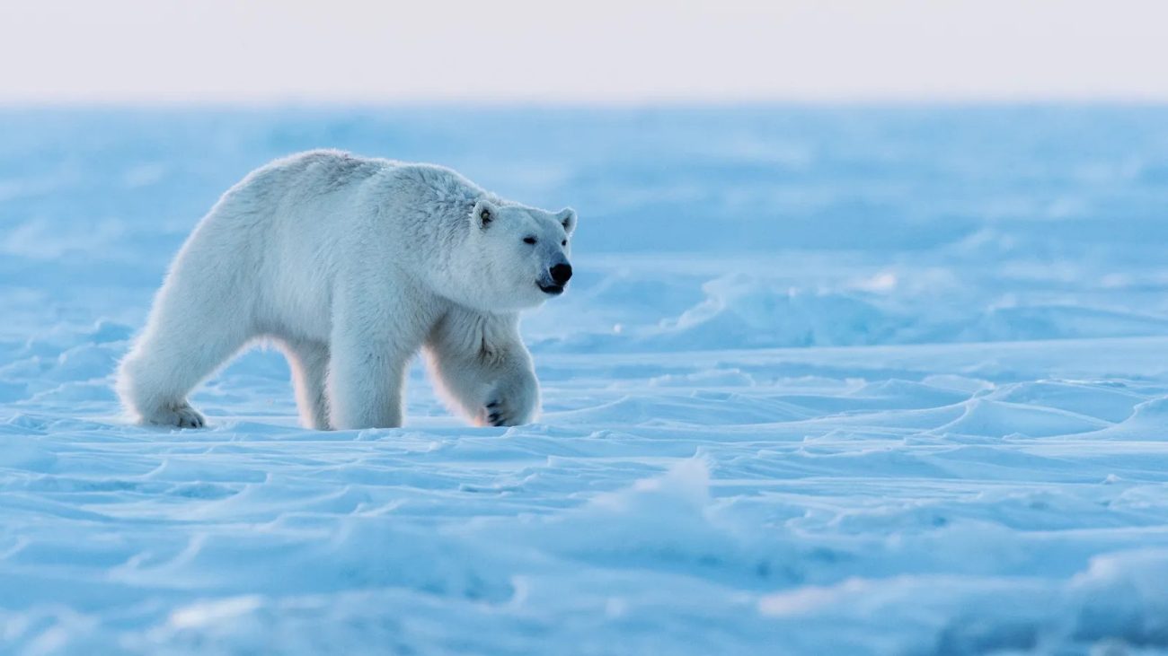 Urso polar