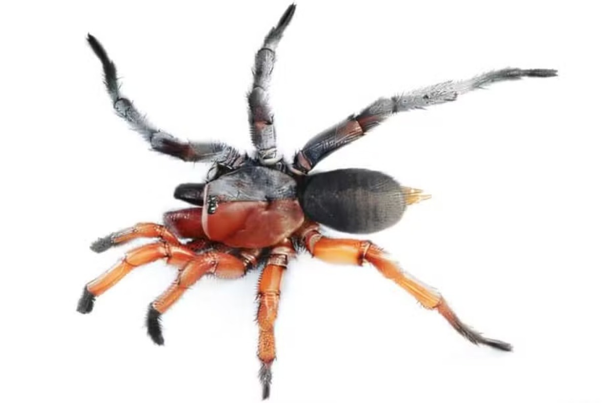 O animal da nova espécie de aranha Damarchus inazuma que é aranha metade fêmea e metade macho