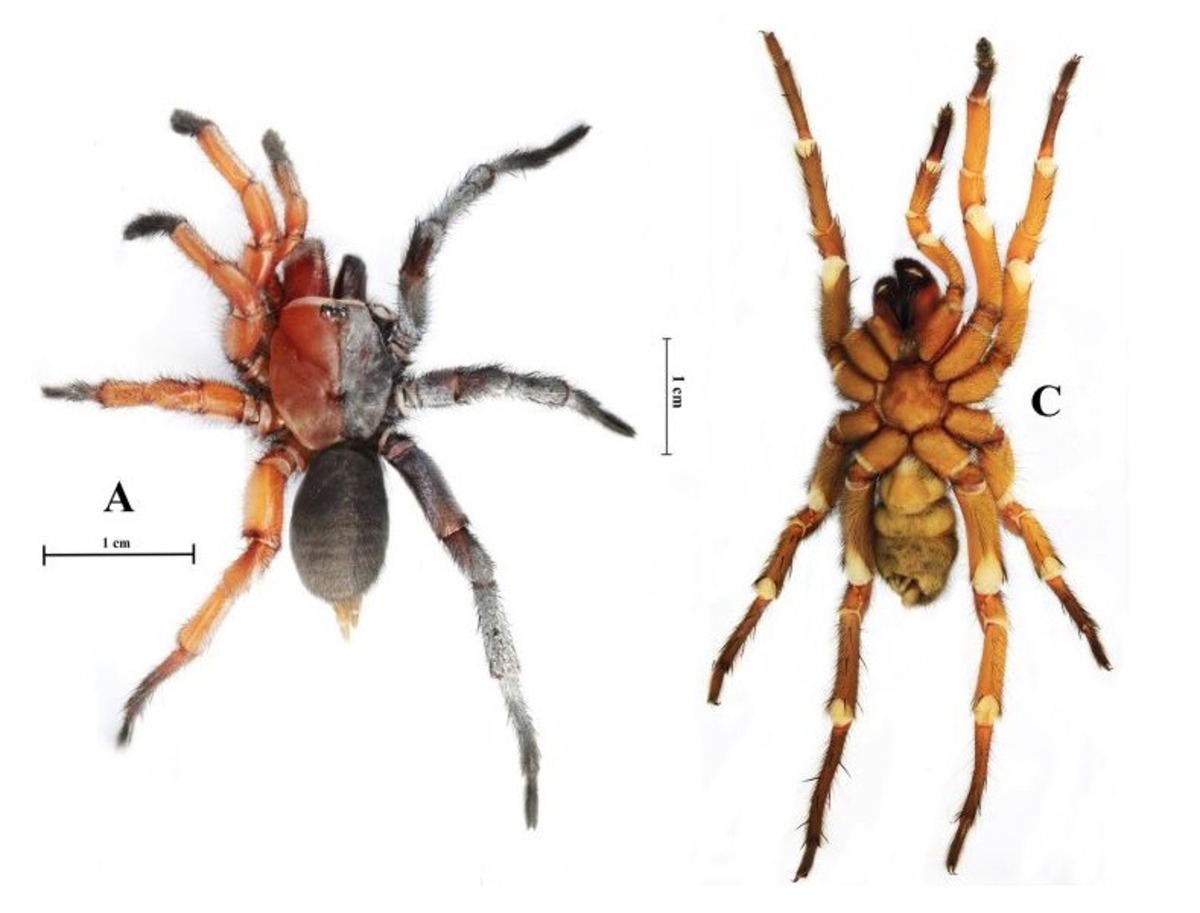 O animal da nova espécie de aranha Damarchus inazuma que é aranha metade fêmea e metade macho