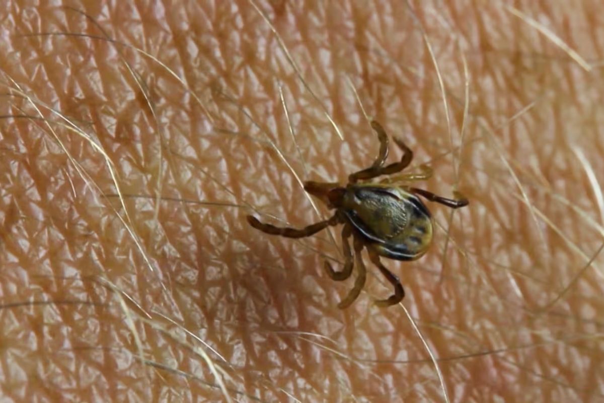 'Tirei 50 com uma pinça': morador tem infestação de carrapato após ...
