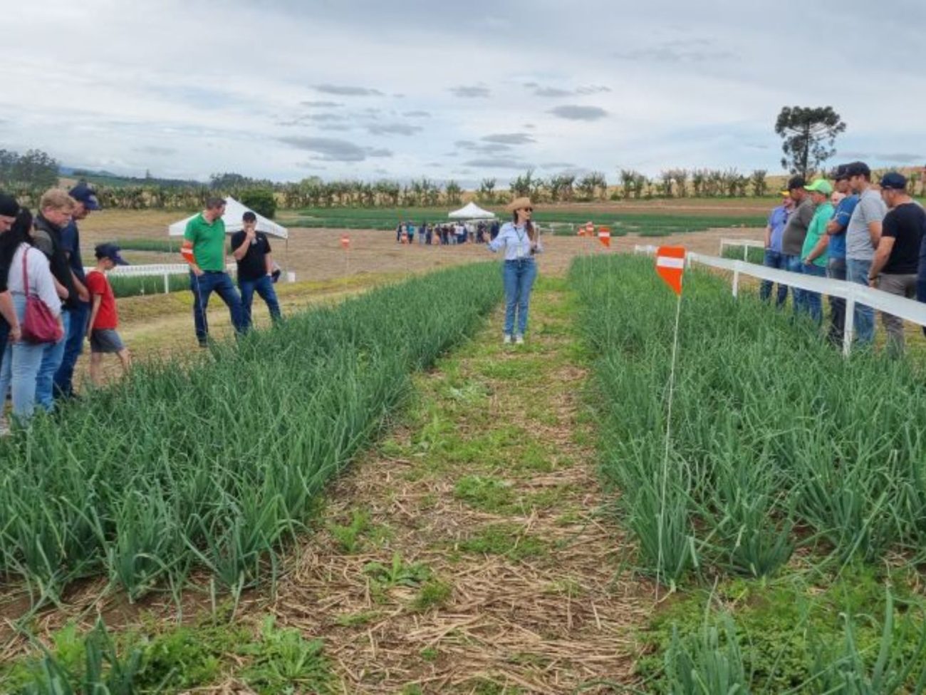 Plantio de cebola em Ituporanga é feito em semeadura direta, o que diminui a população de sementes por hectare, segundo a secretaria de Agricultura do municípioFoto: Divulgação/Epagri/ND Mais