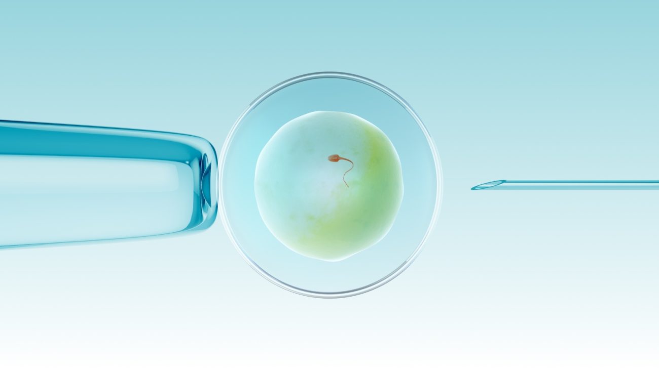 Imagem de óvulo com espermatozoide dentro para matéria Cientistas criam óvulos a partir da pele humana