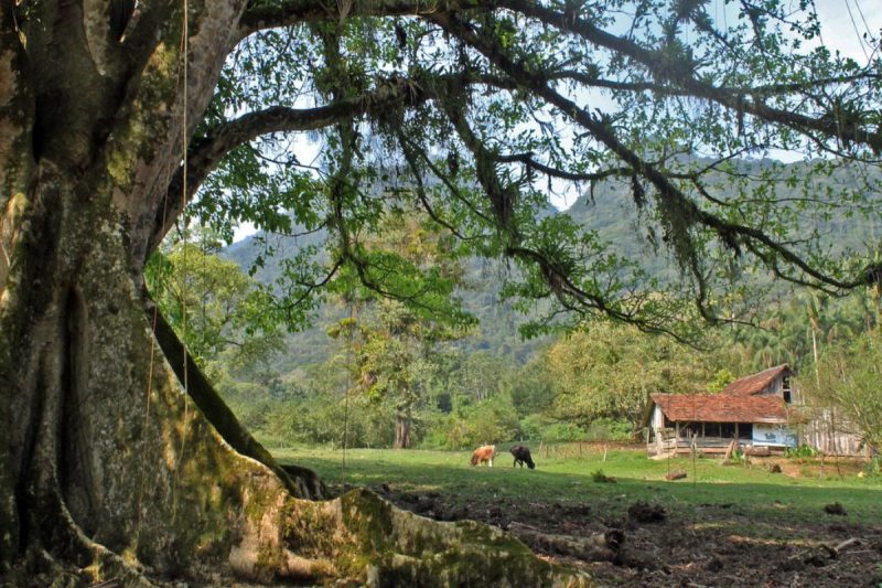 Figueira Centenária - Prefeitura de Schroeder Divulgação ND - Prefeitura de Schroeder/Divulgação/ND