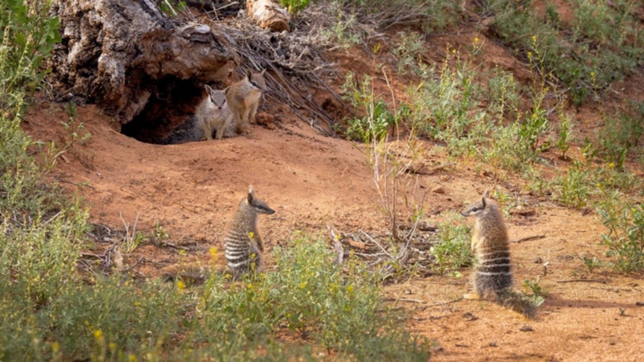 Obras de arte da natureza com filhotes de tamanduá-bandeira explorando o ambiente natural na savana brasileira, destacando a biodiversidade da fauna.