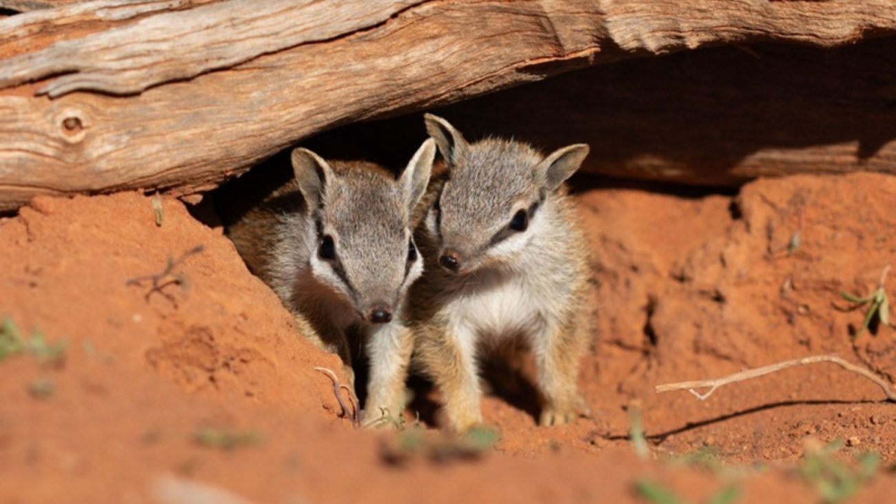Dois soricidídeos jovens explorando o ambiente terrestre com detalhes nítidos, destacando suas pelagens cinza e o ambiente natural de terra vermelha e casca de árvore ao fundo.