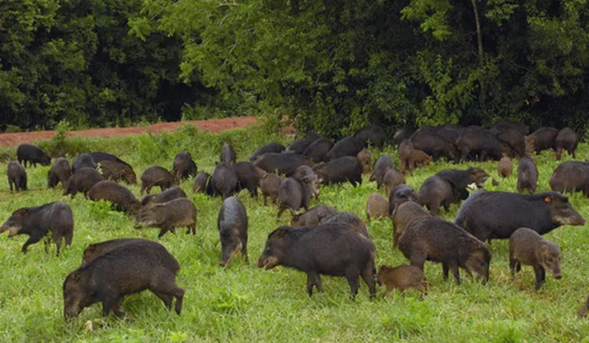 Mais de 120 mil javalis foram abatidos em Santa Catarina entre 2019 e 2024, mas a população estimada continua elevada.Foto: Reprodução/ND Mais