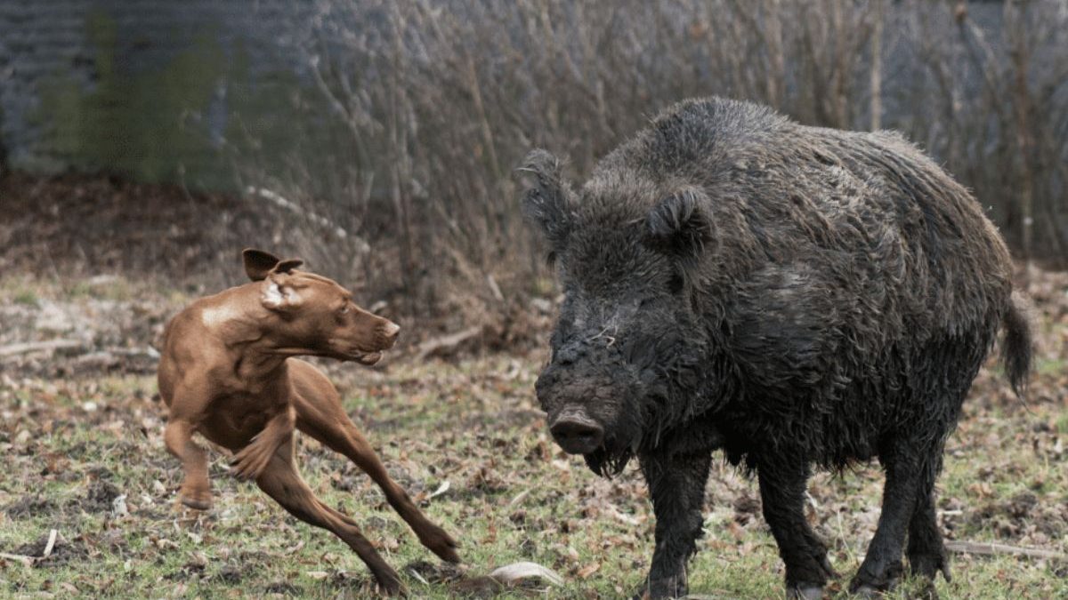 Espécie exótica invasora: o avanço do javali-europeu e a corrida para conter prejuízos em Santa Catarina - QTU Questões do Universo