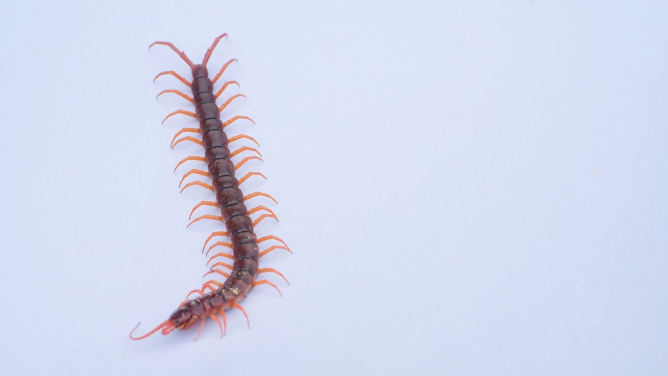 Centopéia com corpo segmentado, pernas arregaçadas e antenas, sobre fundo branco, destacando detalhes da sua anatomia de artrópode.