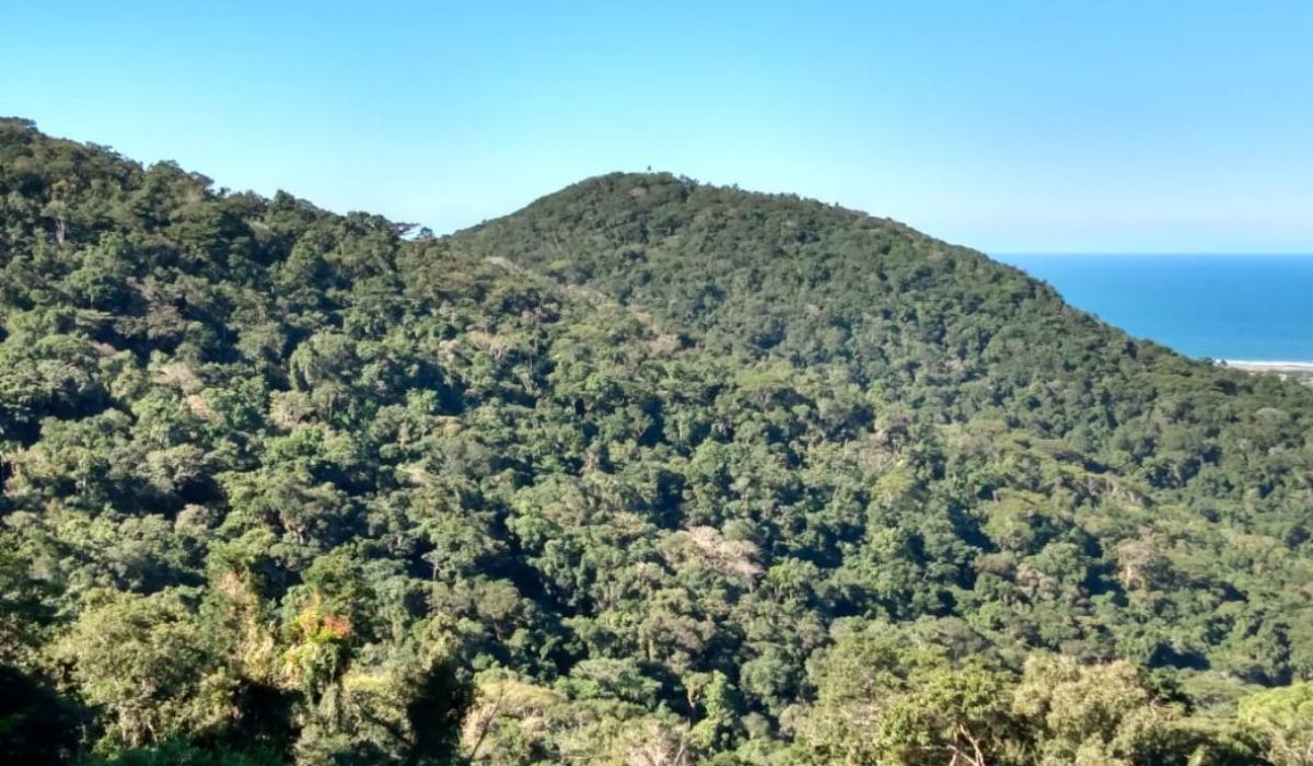 Unidade de Conservação do Maciço da Costeira é cercada por bairros urbanizados, como a Costeira do Pirajubaé, Pantanal, Rio Tavares, Lagoa e o Córrego GrandeFoto: Divulgação/Floram
