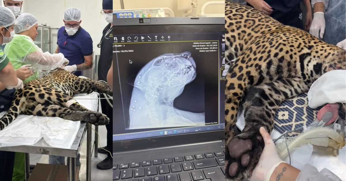 Após o resgate, animal foi levado para o atendimento médico