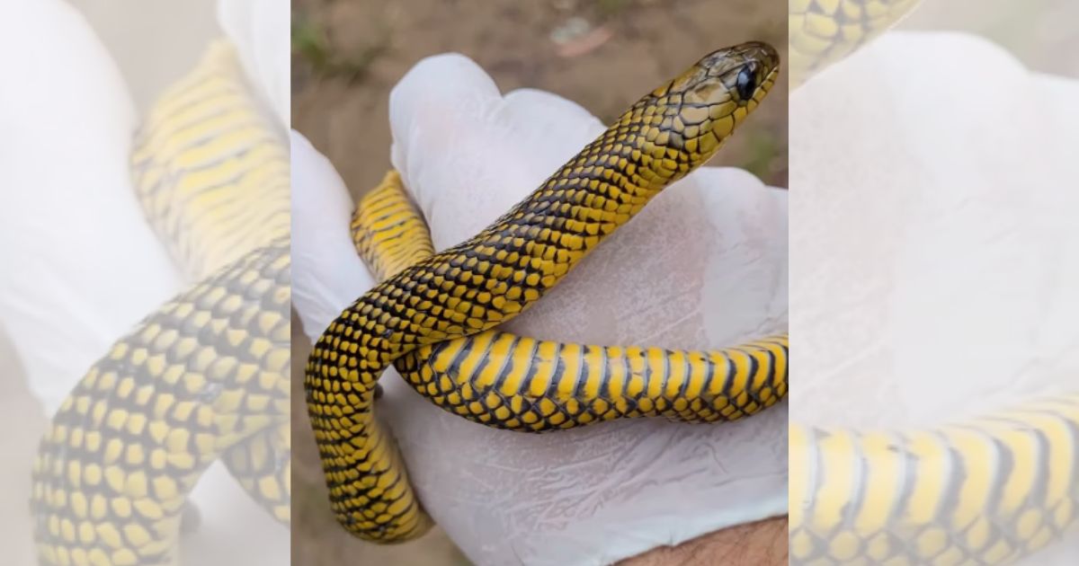 Espécie inofensiva e comum em áreas úmidas de Santa CatarinaFoto: Divulgação/Redes sociais/ND Mais