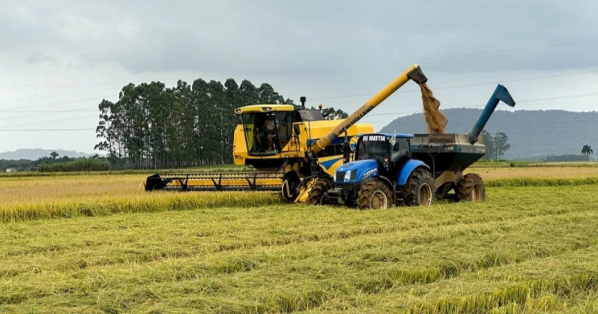 Supersafra e o consumo estável de arroz produziram prejuízo milionário ao setorFoto: Reprodução/SindArroz/ND Mais