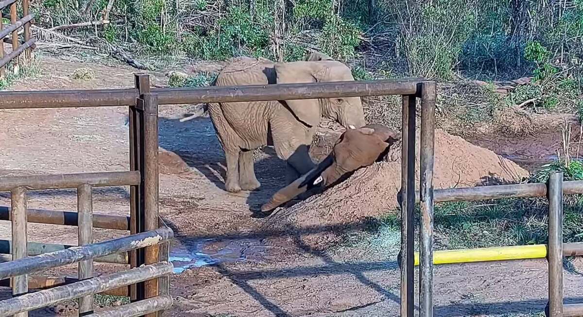 Kenya dormiu ao lado de Pupy após ela morrer