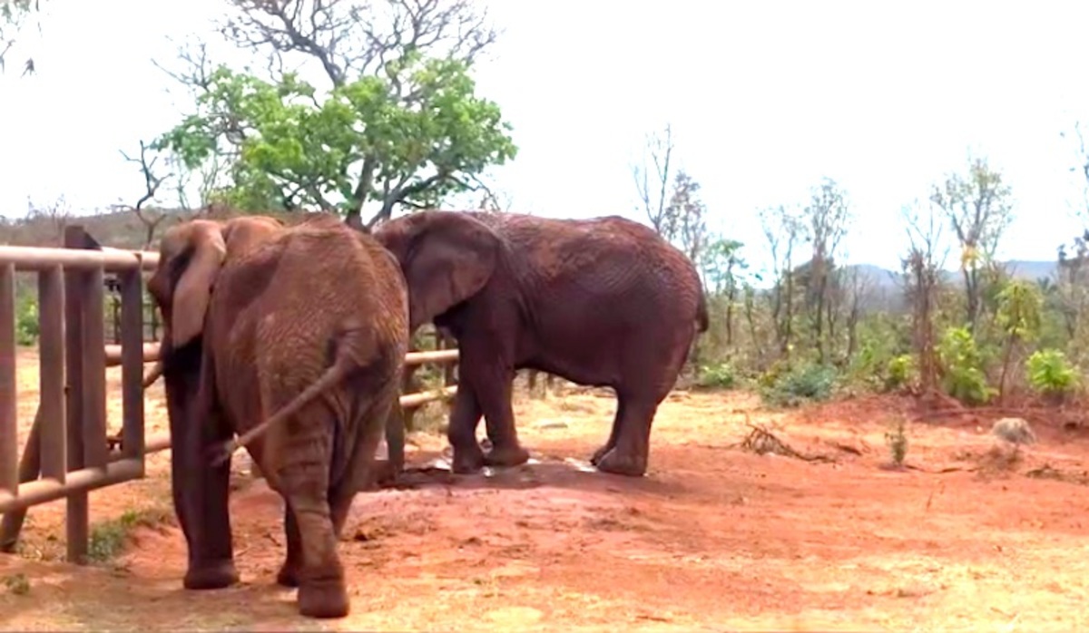 Pupy e Kenya faziam refeições juntas e dividiam banhos de lama