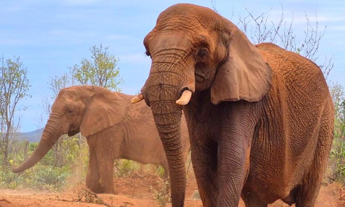 Amizade entre elefantas conquistou a equipe do santuário