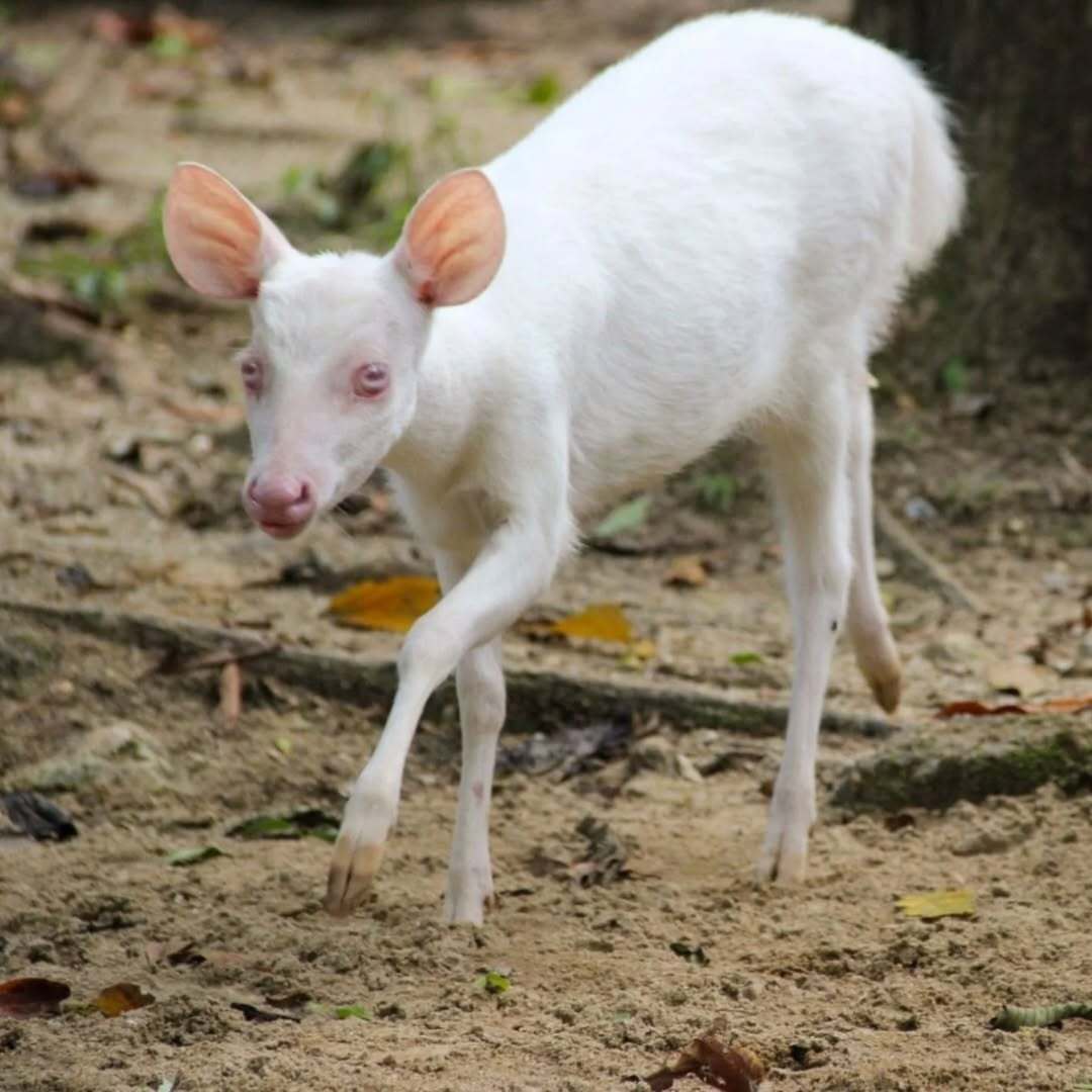 Flok é um veado-mateiro-pequeno albino que vive no Parque Zoobotânico de BrusqueFoto: Reprodução/parquezoobotanico/ND