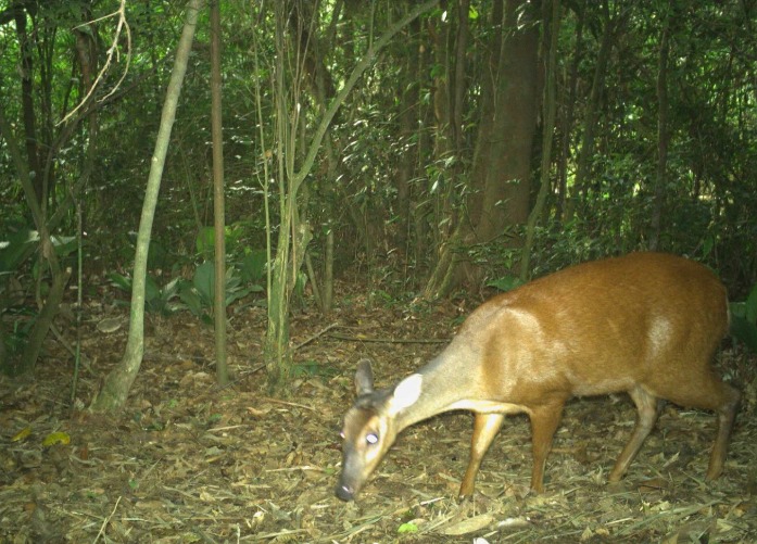 Veado albino que corre risco de extinção foi avistado por moradores em parque de SC