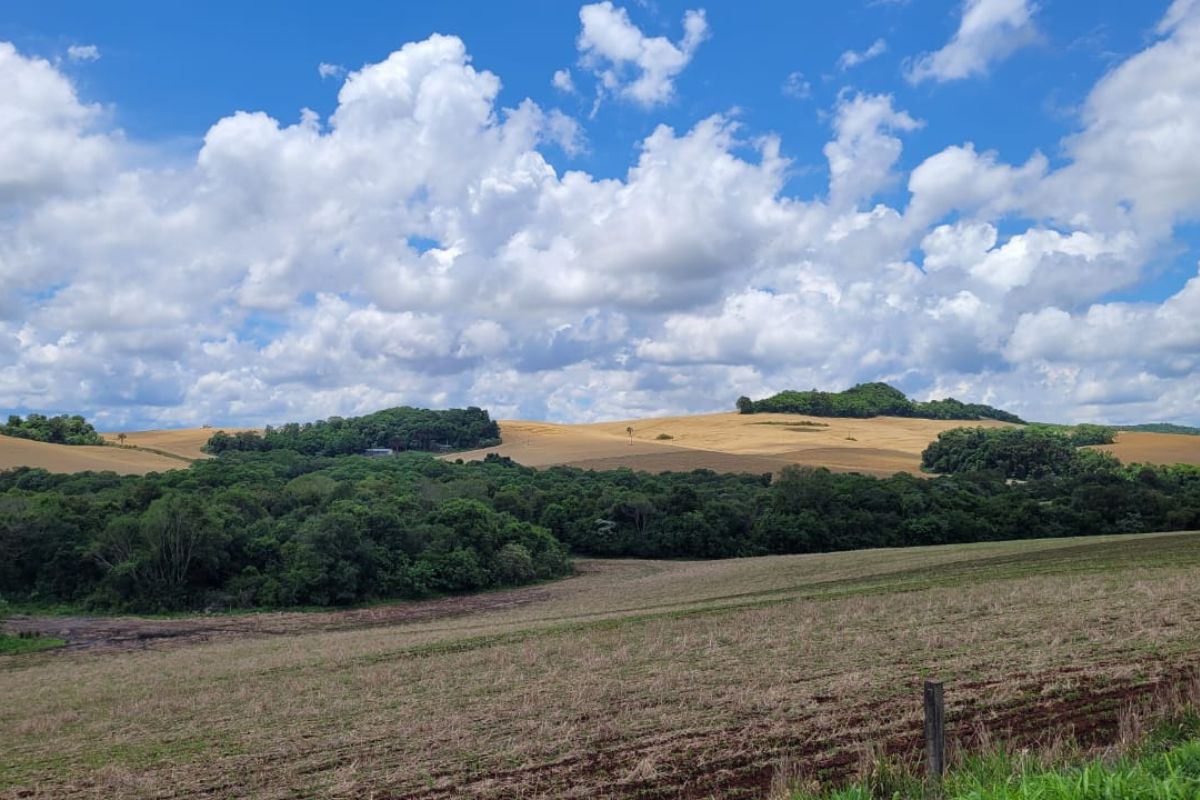 Agroglifo em Ipuaçu aparece em propriedade próximo da rodovia.Foto: Ângela Bueno/ND Mais