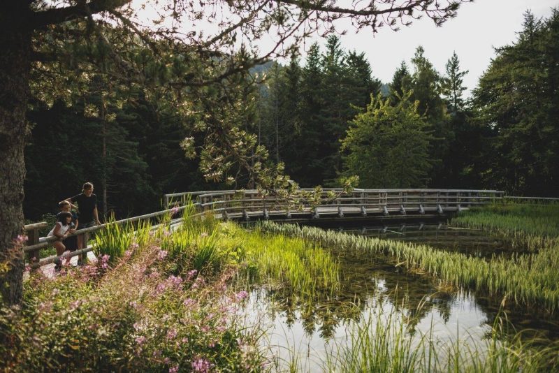 Giardino Botanico Alpino Viote del Monte Bondone com 10 hectares. Localizado no Monte Bondone, a 1.538 metros acima do nível do mar. - Município de Trento/Reprodução/ND Mais