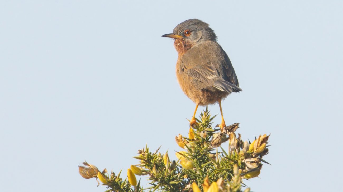 Papyrus-warbler pousado no topo de um arbusto, pequeno e esguio, vizinho do bico-de-sapato, com plumagem marrom e olhar atento
