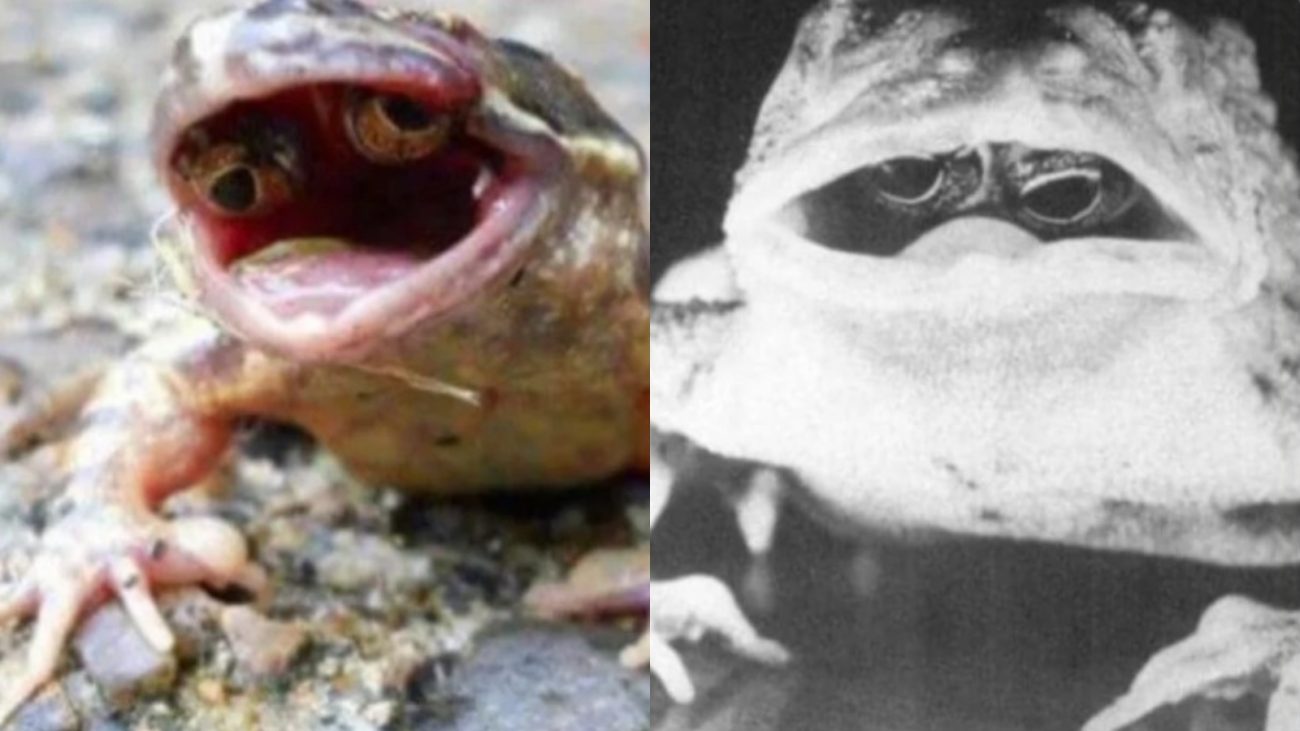 Imagem do sapo com olhos dentro da boca de preto e branco (imagem original) e colorida (feita por computador)