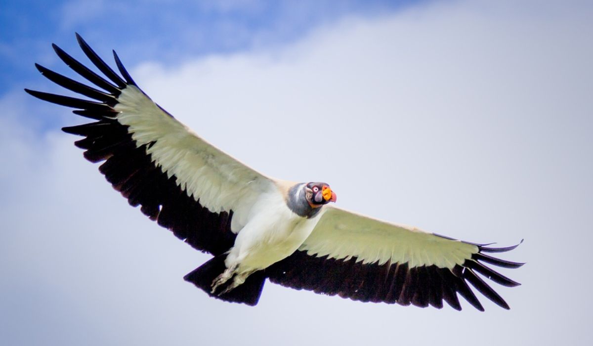 Serra do Corvo Branco foi nomeada em homenagem ao Urubu-Rei