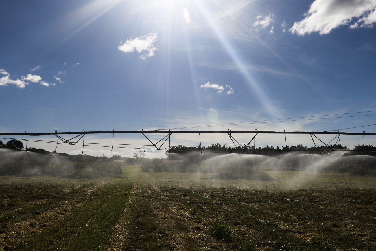 As culturas do milho e da soja devem ser as mais atingidas pela queda na rentabilidade e puxar a crise no agro