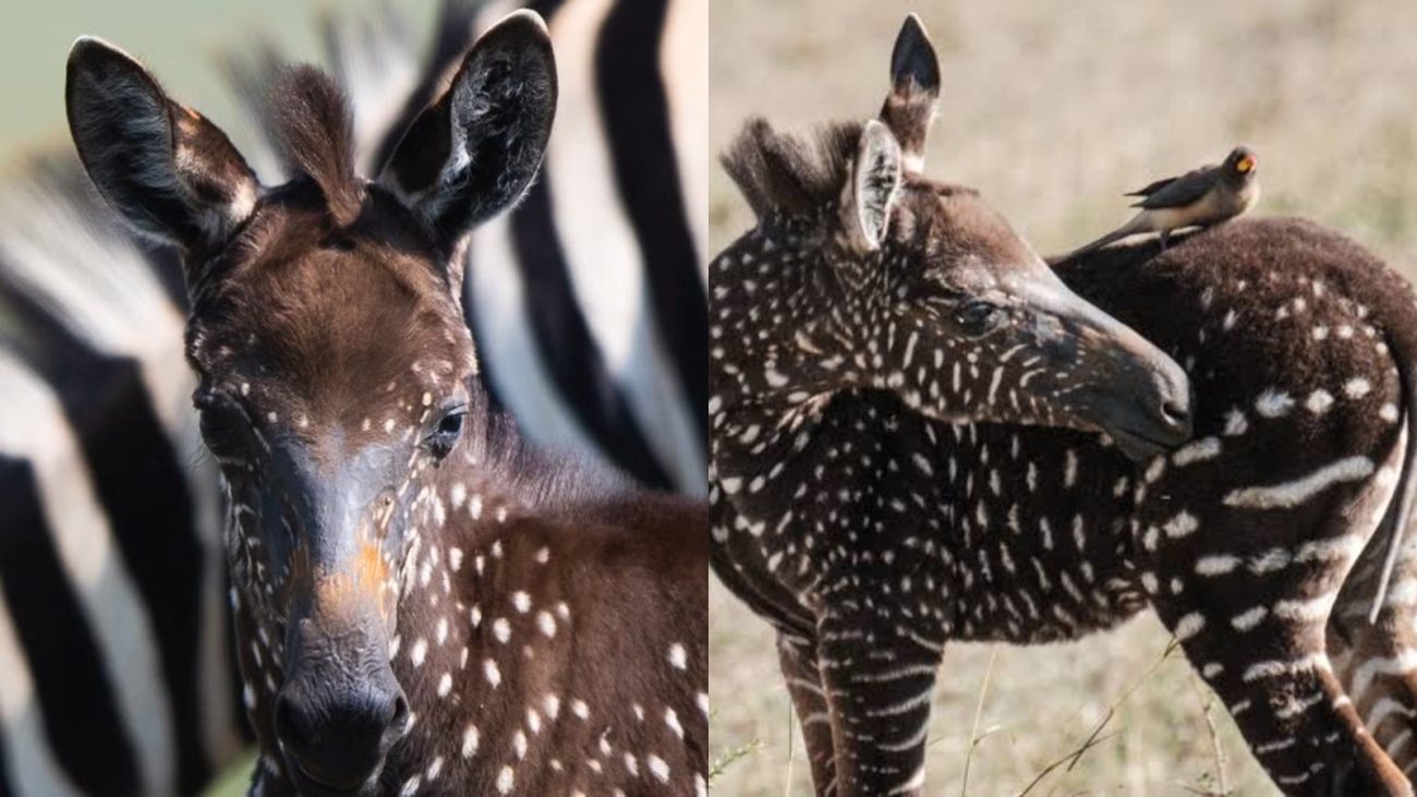 Filhote de zebra com pelagem marrom-escura e pequenas bolinhas brancas, resultado de uma mutação genética rara chamada pseudomelanismo, visto em duas imagens na savana africana