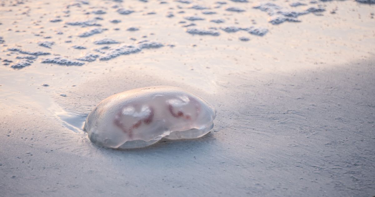 Ocorrências envolvendo lesões por águas-vivas são maiores no Sul catarinenseFoto: Canva/ND Mais