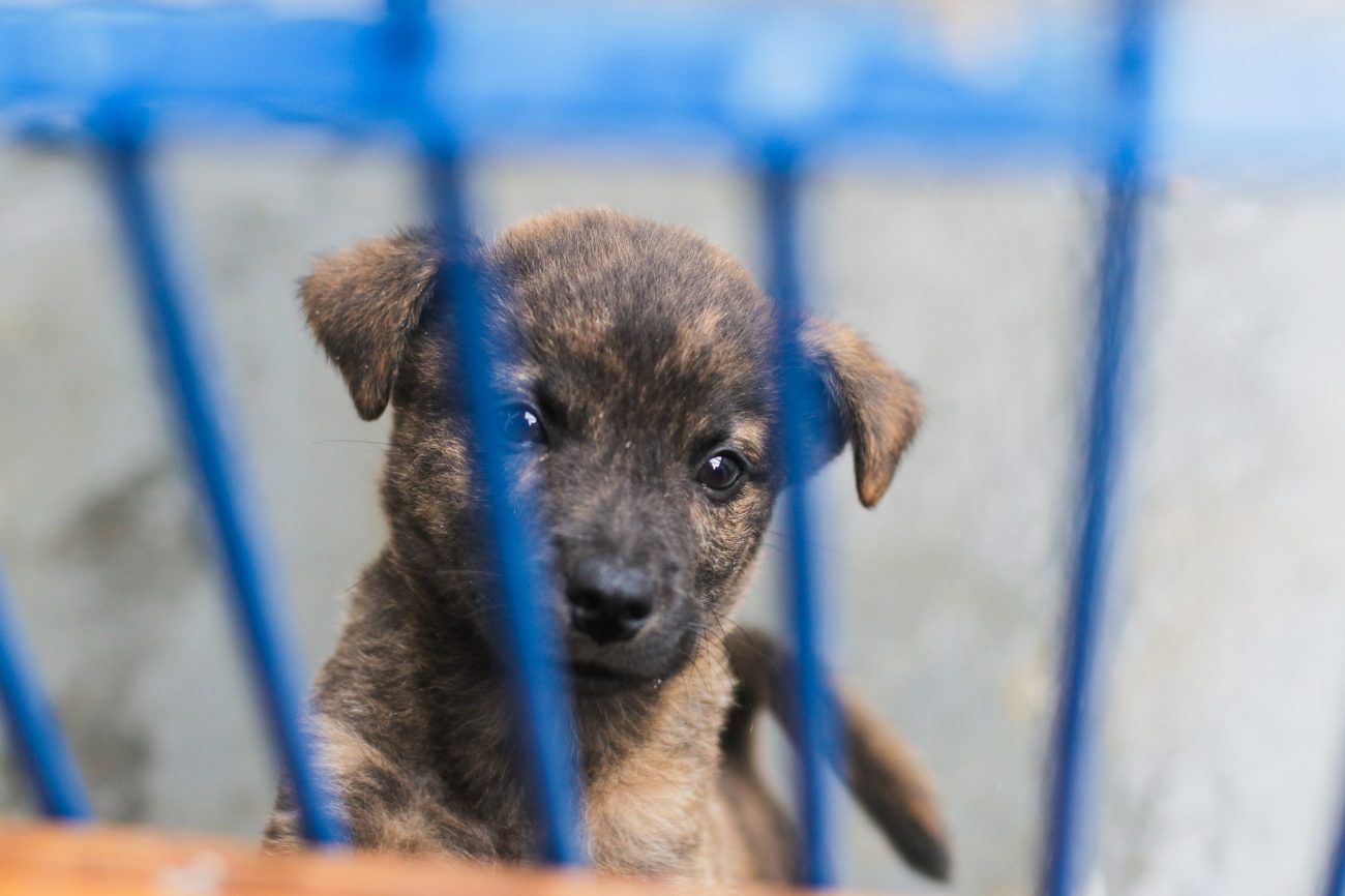 Decisão da Justiça em segunda instância foi divulgada na quinta-feira (5)Foto: Andy Puerari/PMF