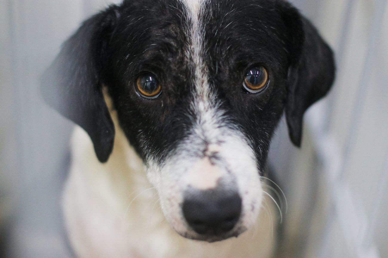 Animais terão atendimento 24 horas em hospital público veterinário de FlorianópolisFoto: Andy Puerari/PMF
