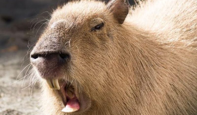 Registro feito por biólogo no Norte de SC mostra que capivaras podem reagir quando se sentem ameaçadas - Reprodução/ND Mais