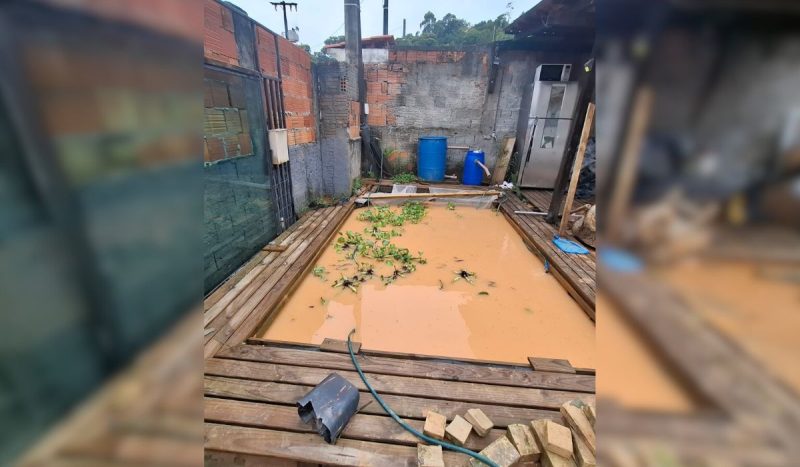 "Se não morreram ainda, provavelmente vão morrer", lamenta Edson sobre peixes criados em casa - Kauê Alberguini/ND Mais