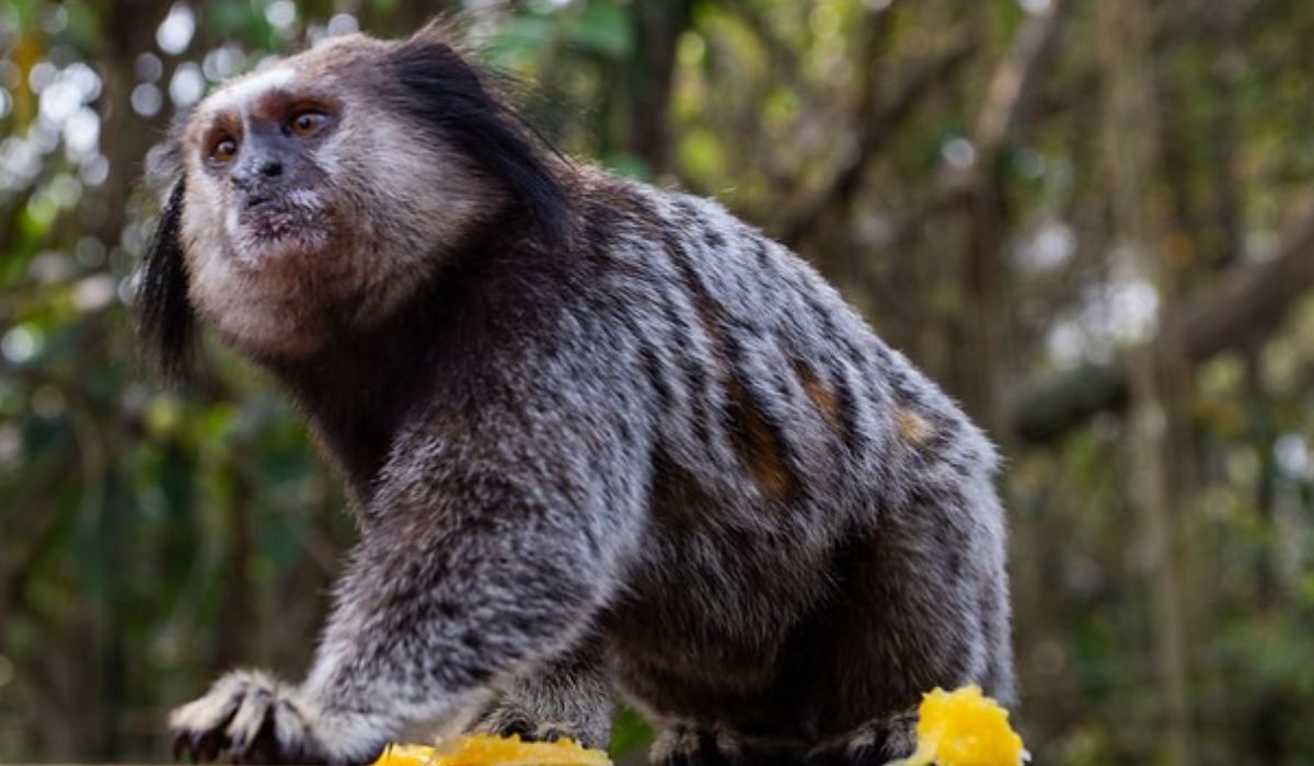 O contato cada vez mais frequente entre pessoas e animais silvestres está relacionado, principalmente, à oferta inadequada de alimentosFoto: Divulgação/PMF/ND Mais