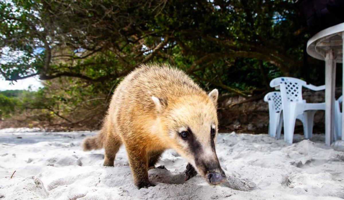 Acidentes com animais silvestres são causados principalmente pelo aumento de turistas Foto: Divulgação/PMF/ND Mais