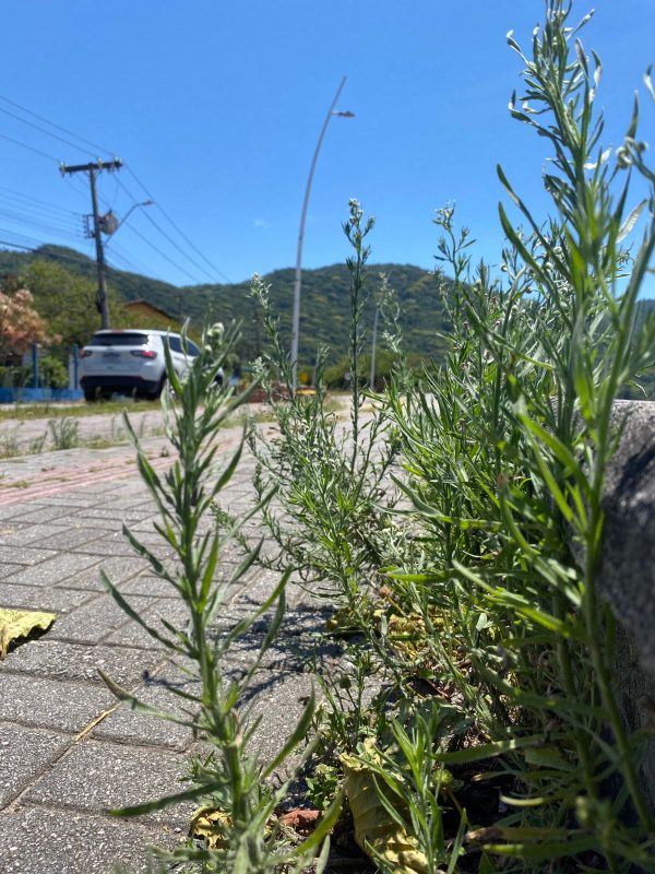 Ciclovia na Osni Ortiga (SC-406); falta cuidado nas rodovias estaduais - Diogo de Souza/ND