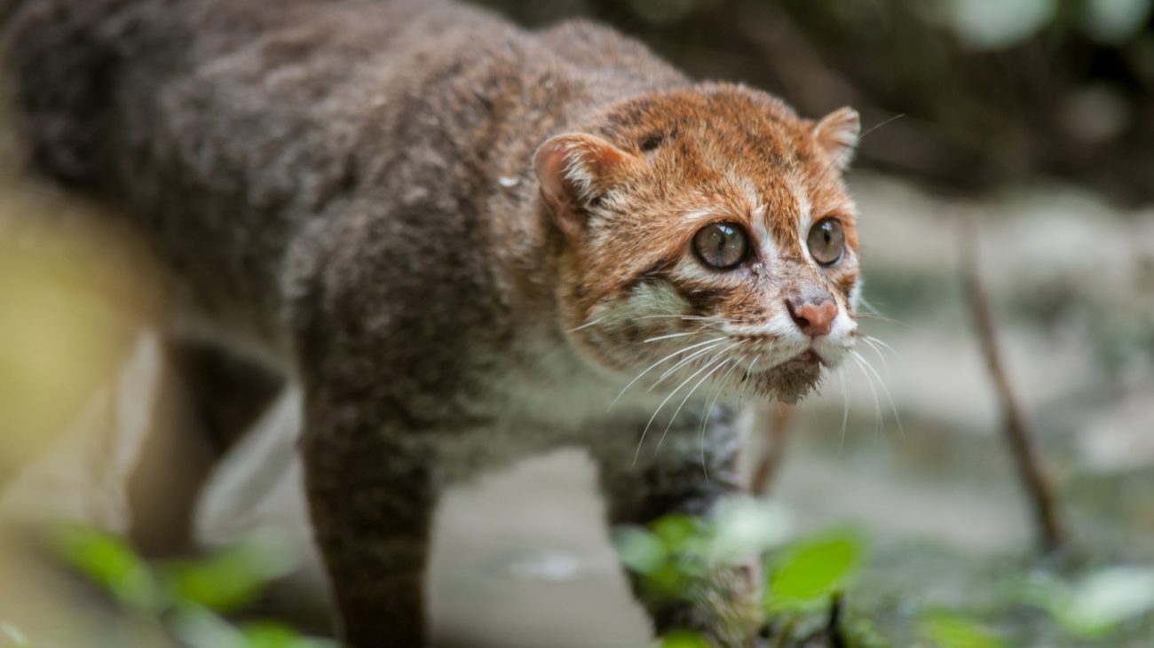 Gato-de-cabeça-achatada, caçando na água e entre folhagens verdes, focado e atento ao movimento ao seu redor.