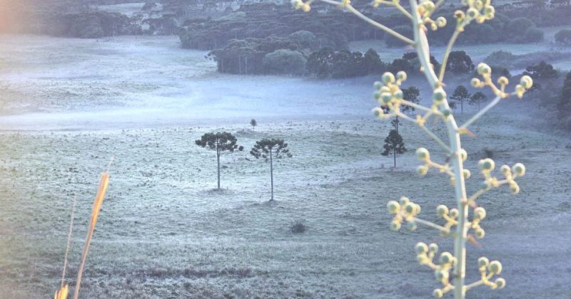 Geada na Serra Catarinense em 2025 - S.Joaquim/Mycchel Legnaghi