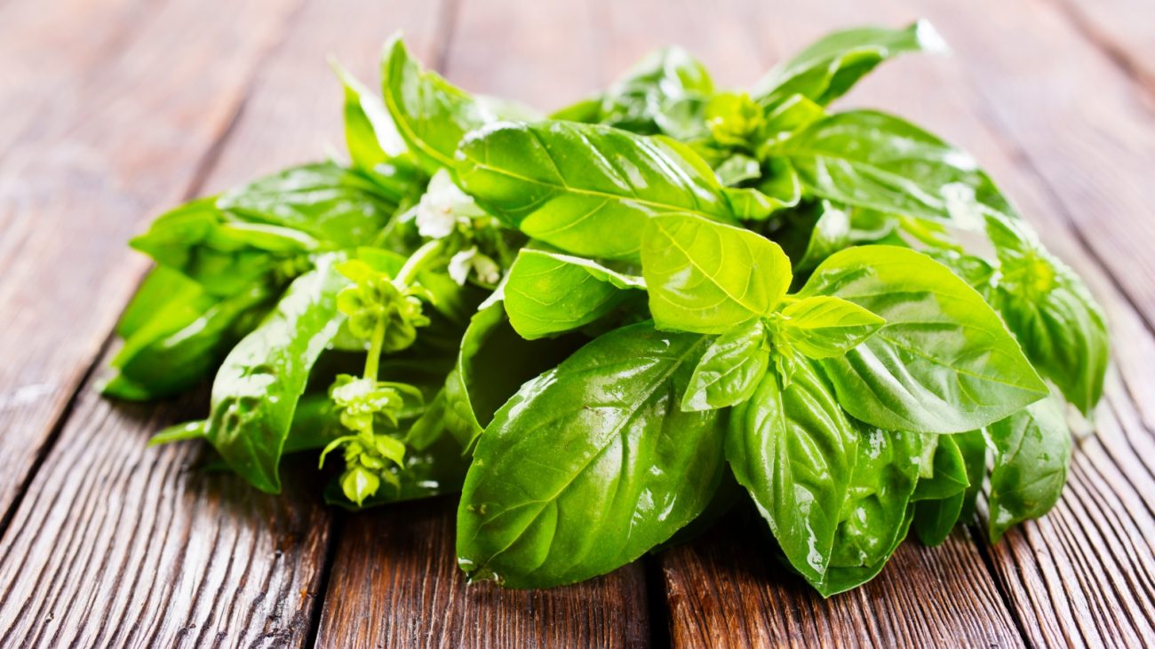 Imagem mostra folhas de manjericão.