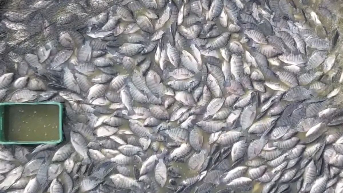 Frio intenso ameaça tilápias e preocupa produtores em SC