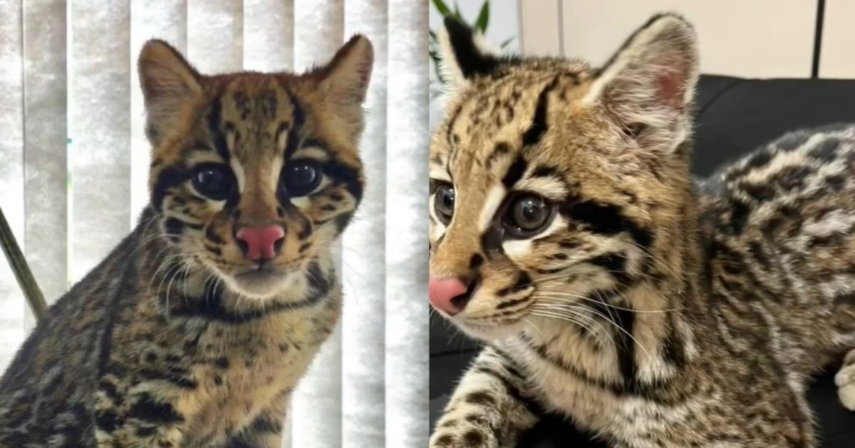 Bebê de animal silvestre é resgatado e surpreende por agir como gato doméstico em SC