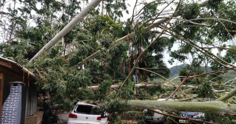Famílias são obrigadas a deixar casas após queda de árvores durante temporal em Gaspar - Divulgação/Bombeiros Militares/ND Mais