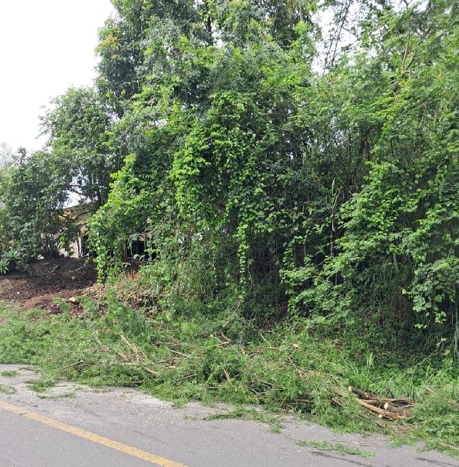 Queda de árvore em Jaraguá do Sul após chuvas nessa segunda-feira (29) - Divulgação/Prefeitura de Jaraguá do Sul/ND Mais